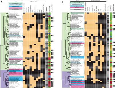 The Distribution of Genes Associated With Regulated Cell Death Is Decoupled From the Mitochondrial Phenotypes Within Unicellular Eukaryotic Hosts